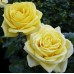 Троянда Кронос (Роза Kronos)